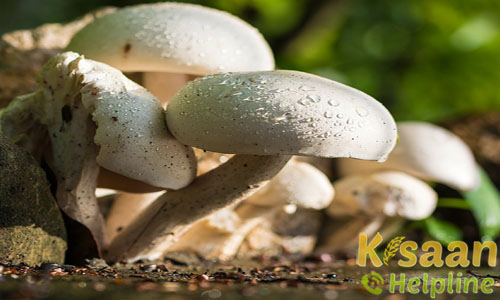 कैसे की जाती है मशरूम की खेती, जाने खेती करने की पूरी प्रक्रिया कैसे की जाती है मशरूम की खेती, जाने खेती करने की पूरी प्रक्रिया